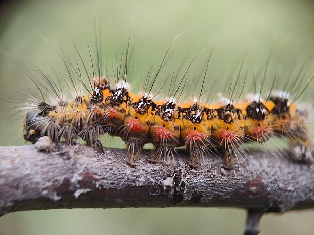 istock Close up of hairy caterpillar 2242550594