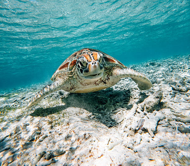 Sea turtle swimming with its head facing forward, looking into the natural light from the surface above