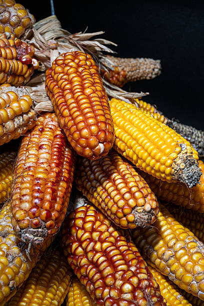 istock Close-up of freshly harvested corn cobs 2242552294