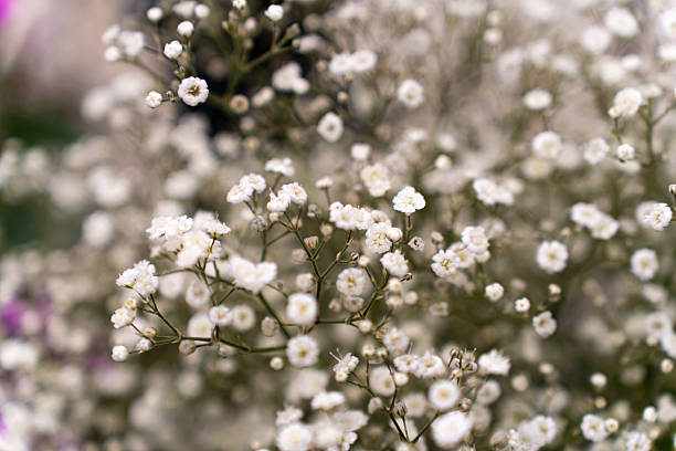 A soft, close-up photograph capturing the delicate texture and volume of a bouquet of Baby's Breath (Gypsophila). The tiny white flowers create a hazy, cloud-like effect against a blurred background, conveying a sense of lightness and celebration
