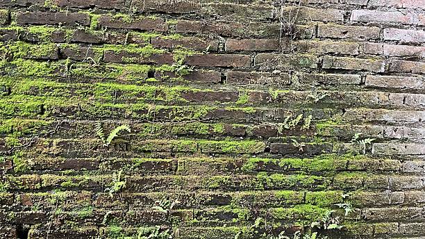 istock Rustic Old Brick Wall Texture Covered in Lush Green Moss and Ferns 2242555106