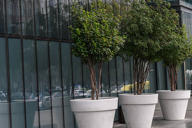 istock Tbilisi streets with trees in large pots 2242556533