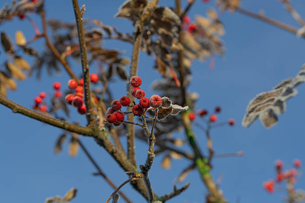 Rowan or mountain ash branches with clusters covered in frost after freezing