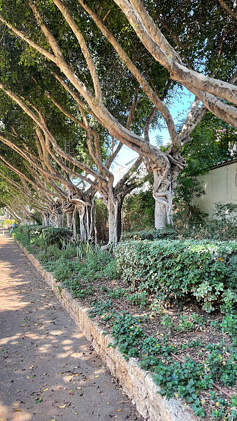 istock a tree with fused branches near the sidewalk 2242559341