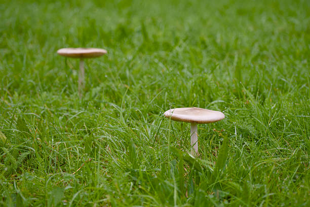 Close-Up Of Mushrooms Growing On Grassy Field