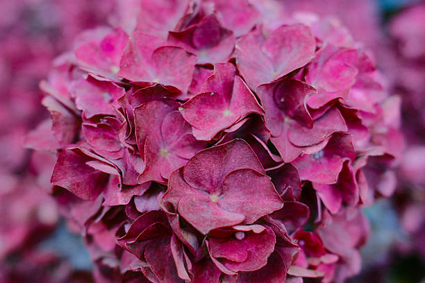 istock A vivid pink Hydrangea flower cluster is seen in a tight, detailed composition 2242563982