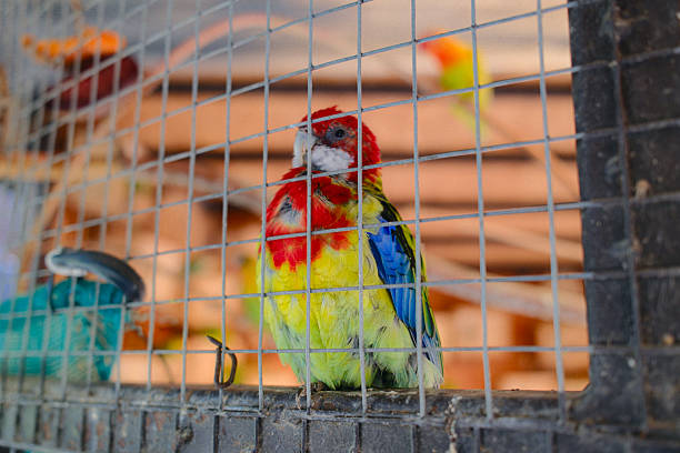 A colorful rosella bird is perched inside a cage. Other birds visible in background.