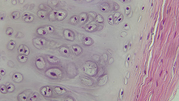 istock Microscopic View of Hyaline Cartilage Tissue 2242564996