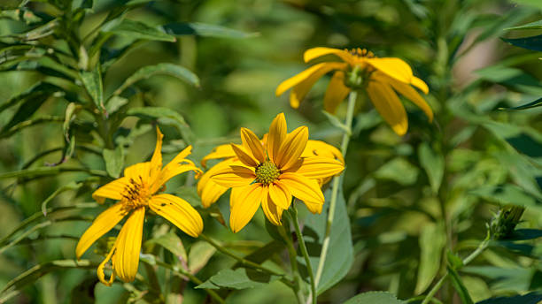 istock Bright Yellow Wildflowers in Summer Light 2242568880