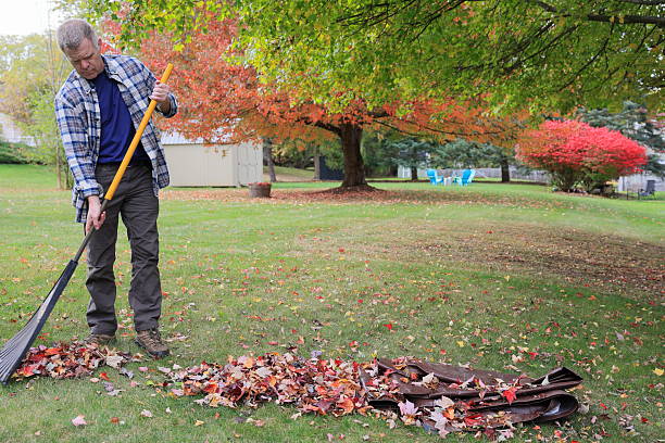 istock Middle-aged man raking leaves in his backyard during fall 2242569242