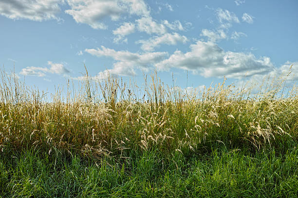 A serene meadow with wild grass species, including Poaceae, thriving under a vibrant blue sky scattered with gentle clouds, captured in perfect summer lighting. Ideal for nature and tranquil landscape concepts.