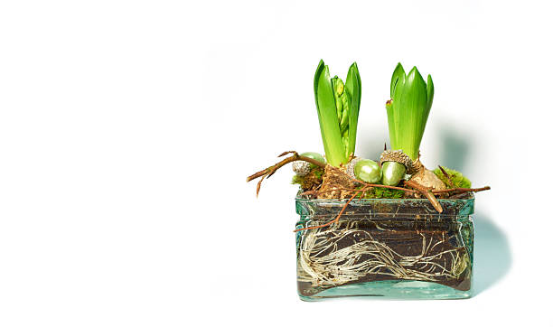 Hyacinth bulbs displayed in a transparent glass container filled with soil and moss. The roots, gracefully dispersed, exhibit natural growth while vibrant green leaves emerge upwards, providing a picturesque example of botanical beauty.