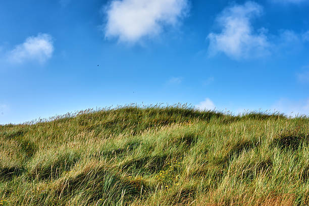 Couple Standing in Meadow