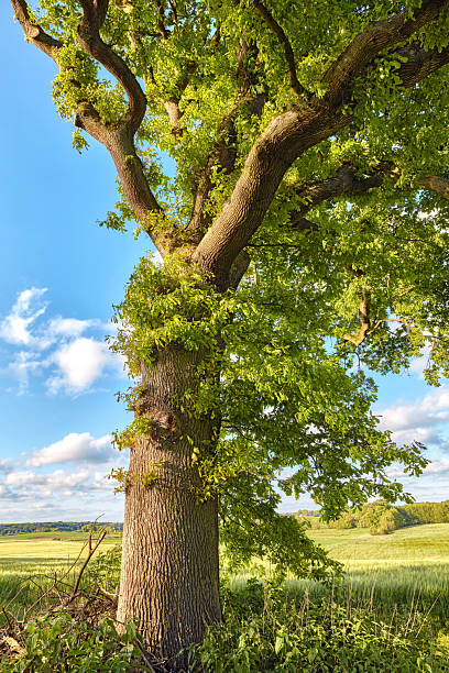 A sprawling oak tree (Quercus robur) stands prominently amidst a verdant meadow, adorned with vibrant leaves beneath a clear blue sky. Perfect summer scene evoking tranquility and natural beauty.