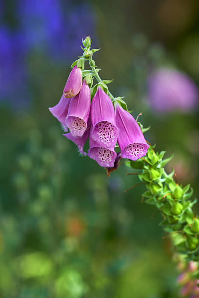 istock Delicate lavender foxglove flowers blooming against a soft blurred background in natural garden setting 2242570971