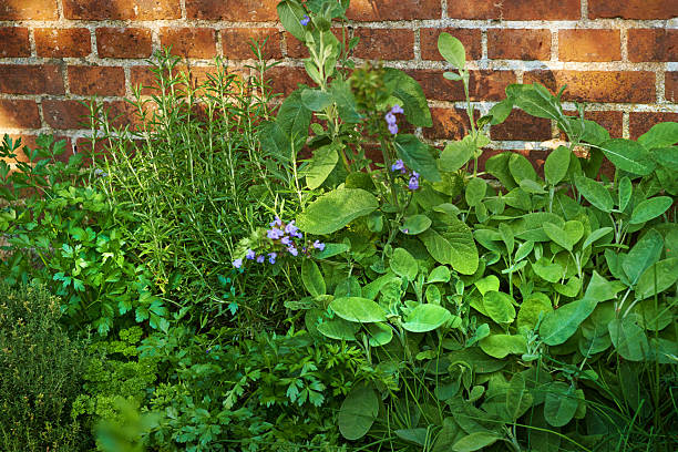 A vibrant herb garden featuring sage (Salvia officinalis), rosemary (Rosmarinus officinalis), parsley (Petroselinum crispum), and thyme. The greenery set against a vintage brick wall exudes natural charm and serenity.