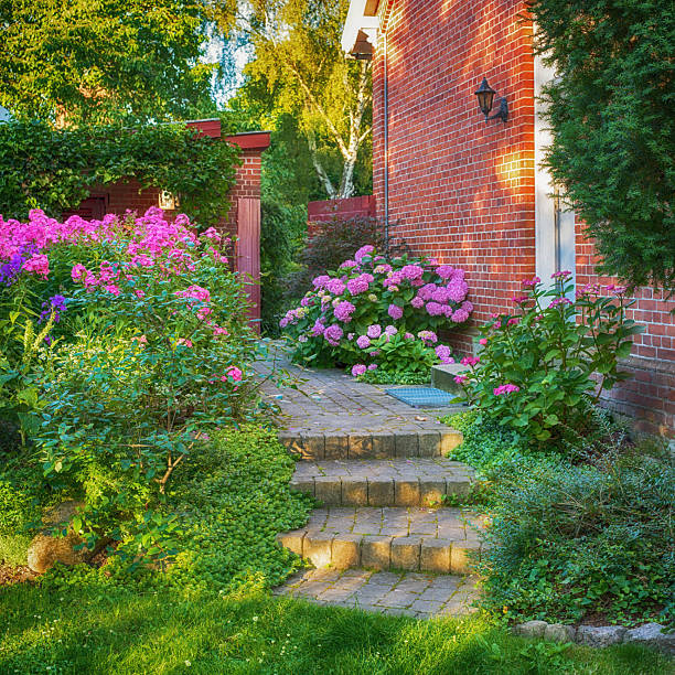 A serene brick-paved garden path adorned with vibrant foliage and blooming hydrangeas (Hydrangea macrophylla), nestled beside a picturesque redbrick house. Sunlight cascades, enhancing the natural vibrancy of this peaceful setting.