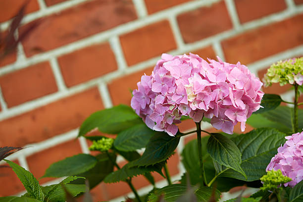 Graceful pink Hydrangea macrophylla flowers in full bloom against a red brick wall. The vibrant petals and lush green leaves highlight their beauty, bringing a touch of elegance to the garden scenery.