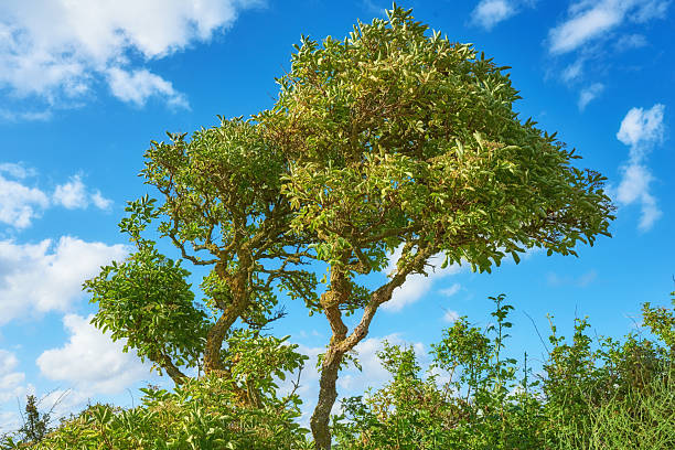 A majestic solitary tree spans towards the clear blue sky embellished with soft clouds. This scene captures the serene harmony and vibrancy of nature with vivid greenery, offering a tranquil and picturesque setting.