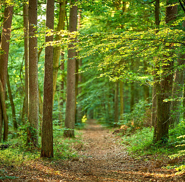 istock Serene woodland path in a lush green forest with vibrant trees and soft sunlight 2242571113