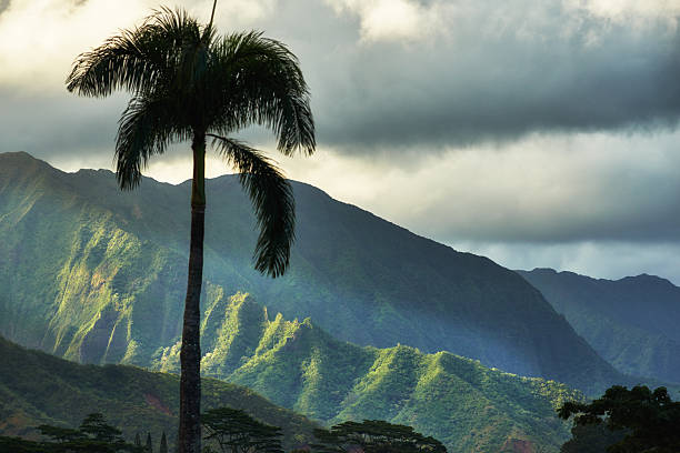 istock Scenic Hawaiian tropical landscape with palm tree and lush mountainous backdrop 2242571657