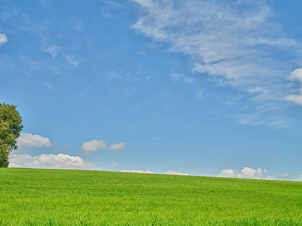 istock Lush Green Meadow with Blue Sky and Scattered Clouds, Featuring Partial View of a Tree 2242571694