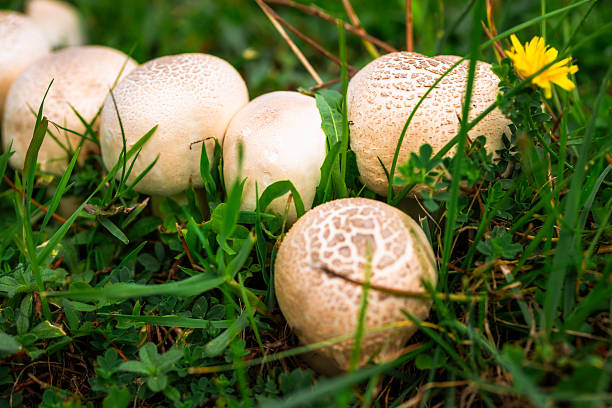 Close up low angle view of a group of wild mushrooms growing on a patch of grass.