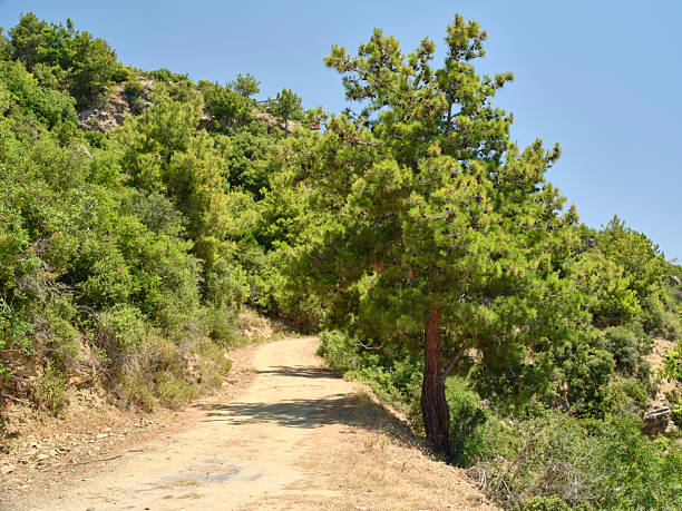 A tranquil dirt path winds through lush green pine trees (Pinus species) in a serene forest, capturing the essence of nature's beauty close to Antalya, Turkey, under a sunny blue sky.