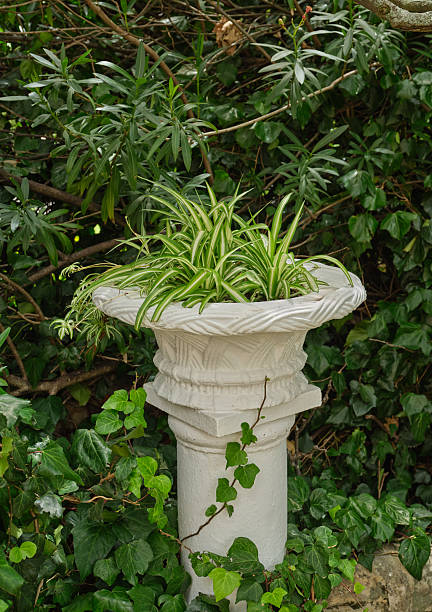 A white, ornate pedestal planter holds a variegated spider plant, surrounded by ivy and dense green foliage. The composition blends architectural form with natural abundance, highlighting garden decor in a Cape Town setting within the Western Cape. Serene, lush, and timeless.