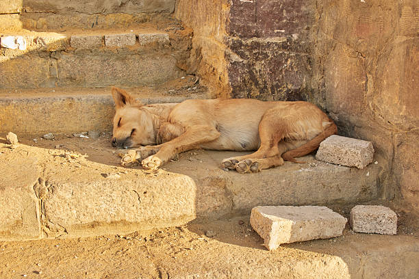 A peaceful dog sleeps curled up on old stone steps under the warmth of the sun. The setting highlights the aged, textured stones and the serene atmosphere, evoking a calm, relaxed environment.