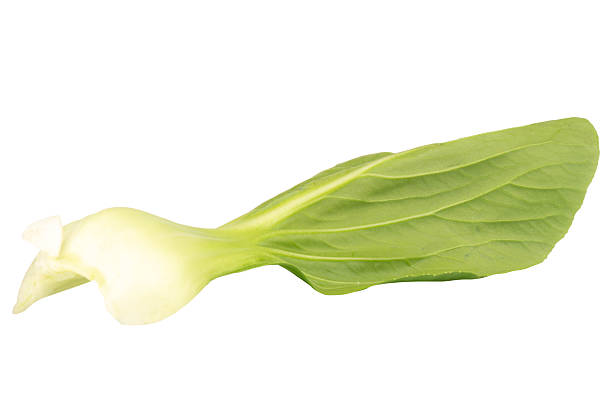 Fresh Taiwan bok choy isolated on white background.