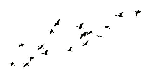 istock A flock of birds flying in a line across a white background 2242573002
