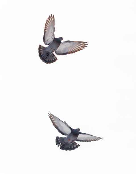 istock Two pigeons flying in the sky 2242573847