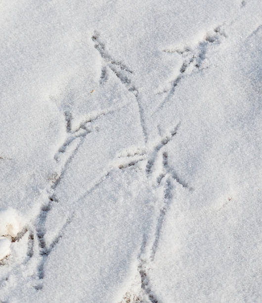 istock A bird's footprint is in the snow 2242573894