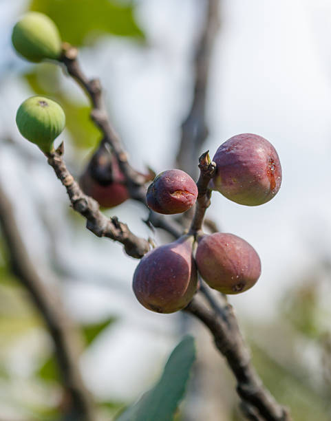 Ripe fig fruit on a tree branch. Close-up