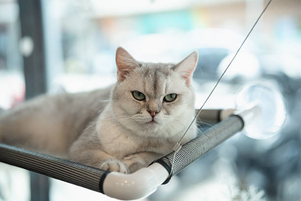 Relaxed silver-furred cat lounging on a cozy elevated bed in a bright room with soft natural light and blurred city background