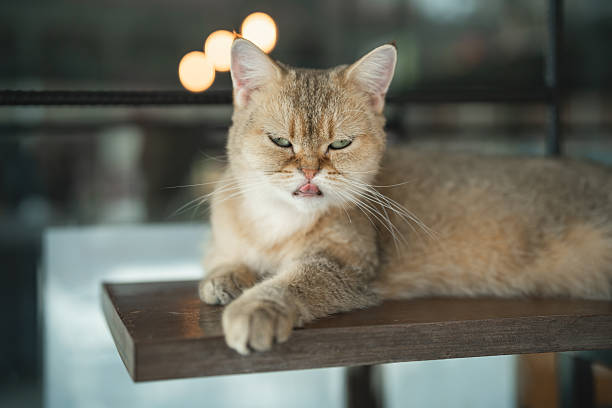 Curious feline lounging on a wooden shelf with a relaxed demeanor and distinct expression, showcasing a charming personality in a cozy environment