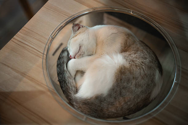 istock Adorable sleeping cat curled up in a circular glass dish resting on a wooden surface, capturing peace and tranquility in home settings 2242575681