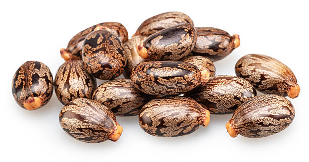 istock Bean-shaped, mottled, glossy castor oil seeds on white background. File contains clipping paths. 2242575830