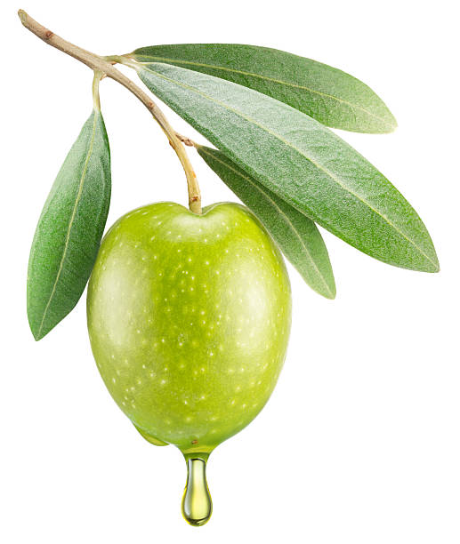 Green olive on olive tree branch with oil drop isolated on white background. Clipping path.