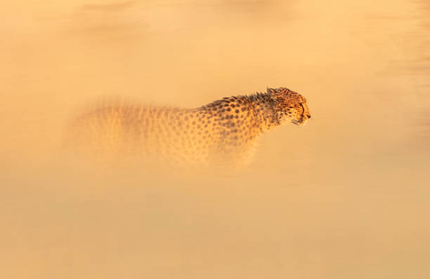 Cheetahs survive on the plains of southern Africa