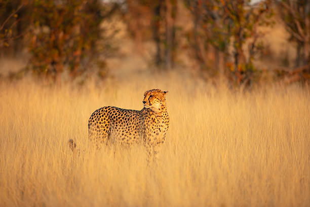 istock Cheetah (Acinonyx jubatus) standing in savannah grassland, Okavango Delta, Botswana 2242577340