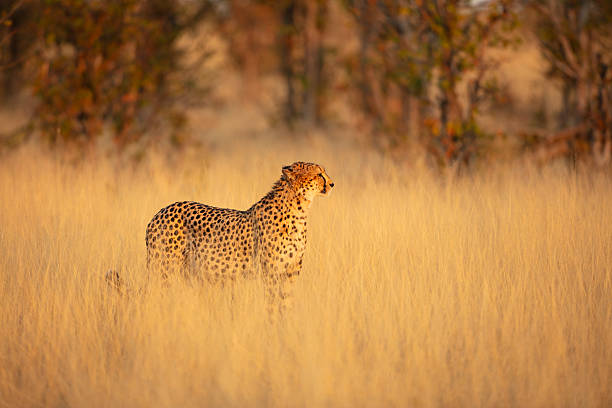 istock Cheetah (Acinonyx jubatus) standing in savannah grassland, Okavango Delta, Botswana 2242577343