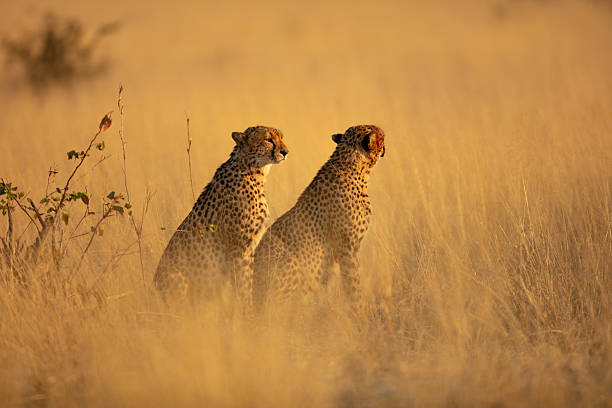 Two cheetahs (Acinonyx jubatus) sitting in savannah grassland in golden morning light, Okavango Delta, Botswana. The cheetah is listed as Vulnerable by the IUCN. The Okavango Delta is a UNESCO World Heritage Site.