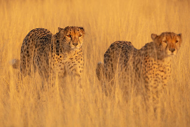 Pair of cheetahs (Acinonyx jubatus) walking through long grass in savannah grassland in golden morning light, Okavango Delta, Botswana. The cheetah is listed as Vulnerable by the IUCN. The Okavango Delta is a UNESCO World Heritage Site.