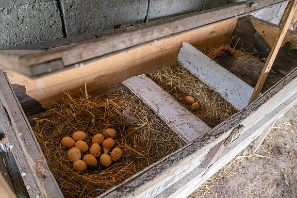 istock Pankisi, Georgia. 15 April 2021. Hen with eggs in nesting box 2242578572