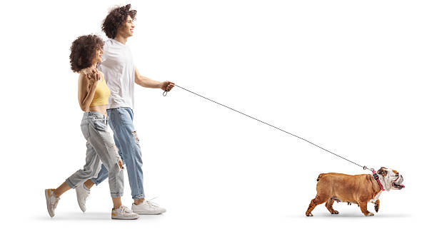 istock Young couple walking english bulldog 2242578598