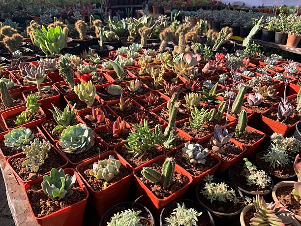 istock Cactus Varieties  Growing Cacti at nursery in india 2242579098