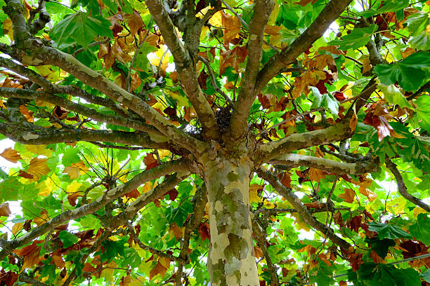 Looking up into a  the tree canopy with green leaves and branches backlit by the sun. Natural abstract pattern and texture. Sunny autumn day outdoors
