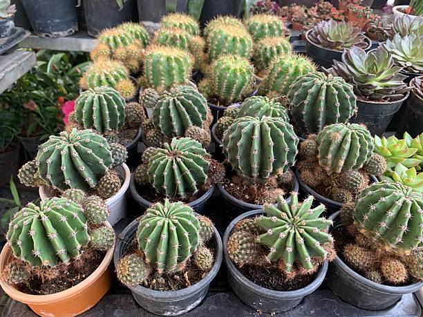 istock Cactus Varieties  Growing Cacti at nursery in india 2242581178